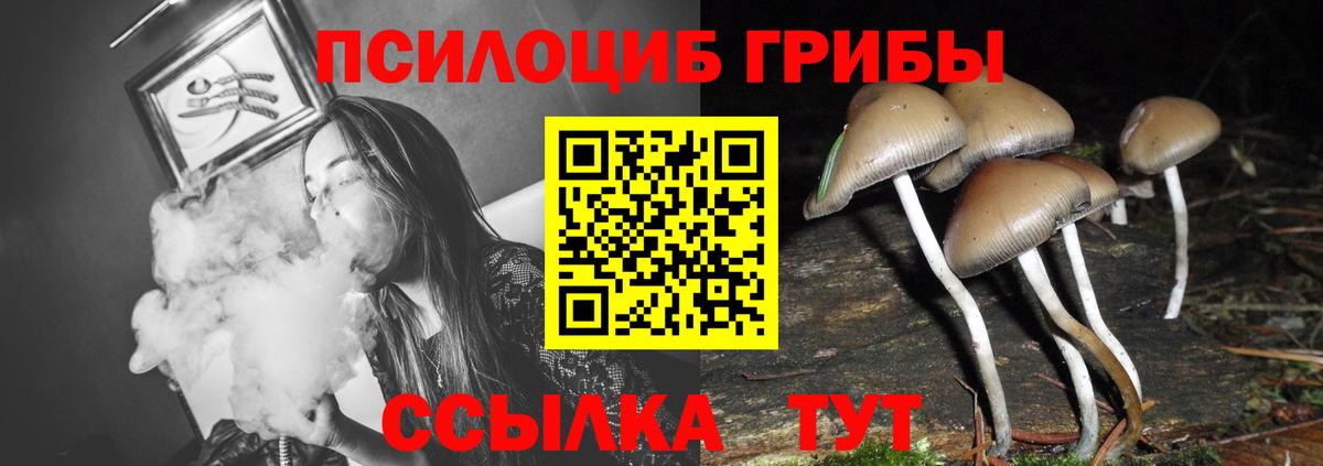 Псилоцибиновые грибы Psilocybe Краснокаменск